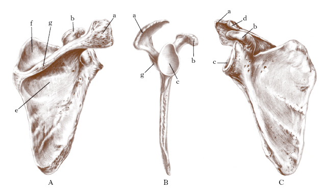 scapola