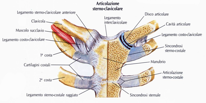 articolazione-sterno-clavicolare