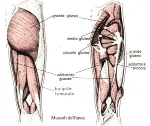 muscoli-anca