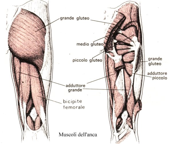 muscoli-anca
