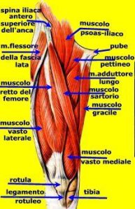 muscoli della coscia