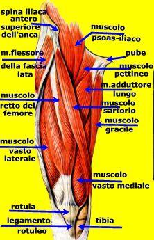 muscoli della coscia