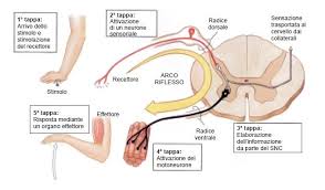arco-riflesso-spinale