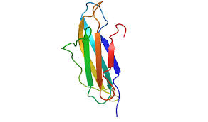 Beta 2 Microglobulina