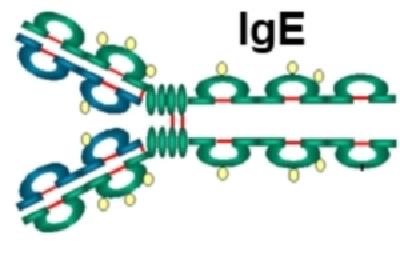 ige-totali