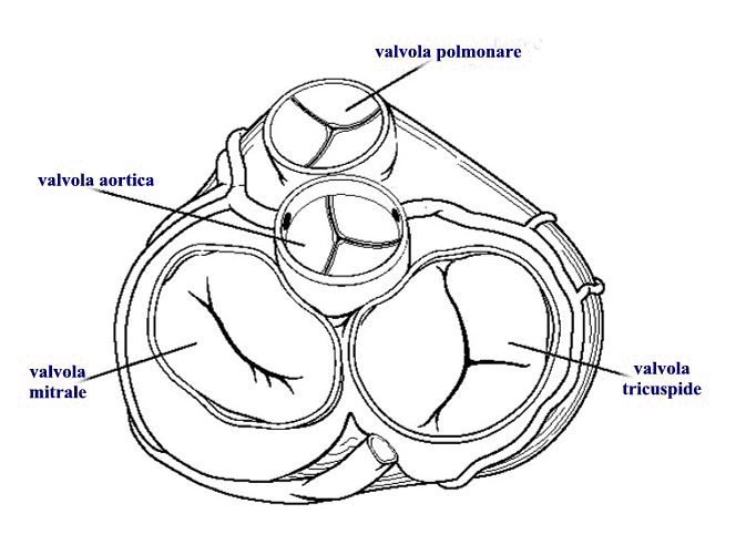 valvole cardiache