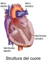 Ventricoli Cardiaci