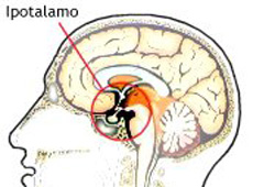 ipotalamo