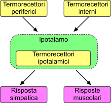 temperatura-corporea