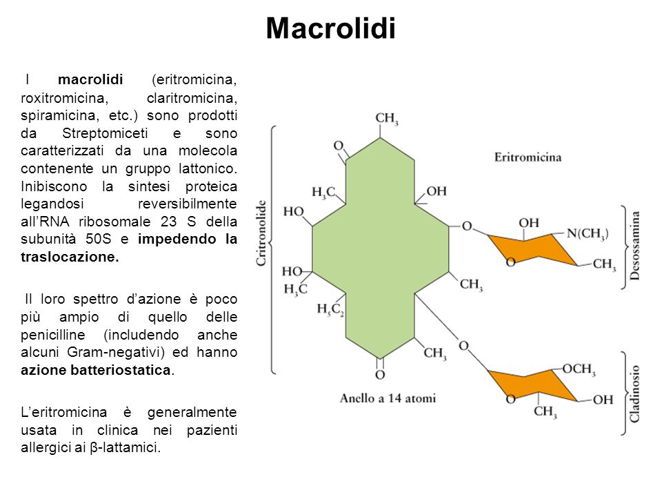 Macrolidi