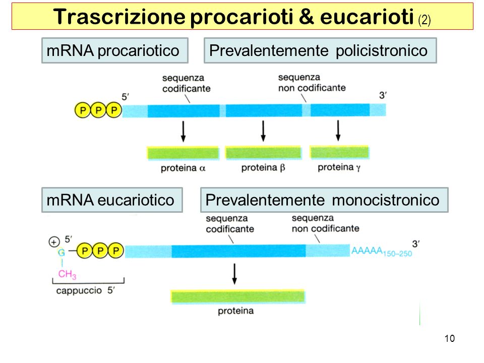 Trascrizione+procarioti+eucarioti