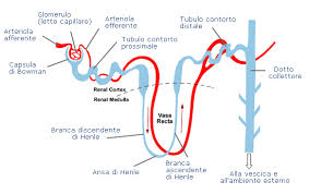 acqua