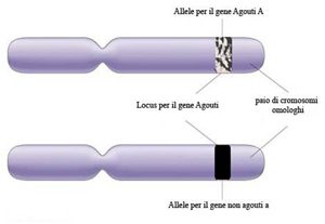 allele