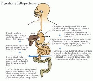 digestione-proteine