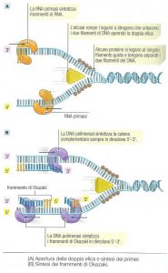 duplicazione-dna