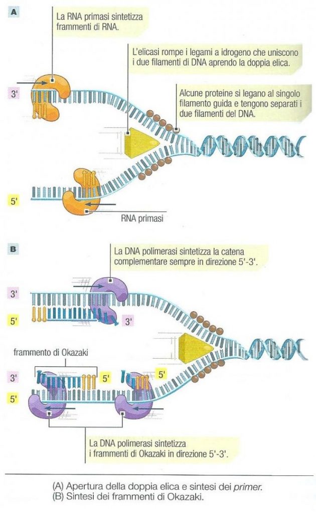 duplicazione-dna