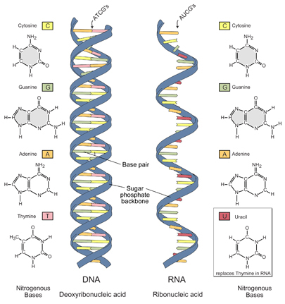 acidi-nucleici-dna_rna