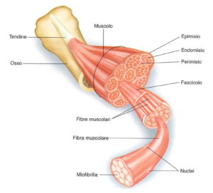 fibrocellula-muscolare