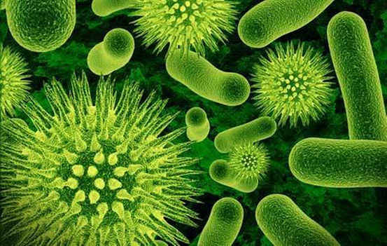 flora-bacteriana-aumentada-
