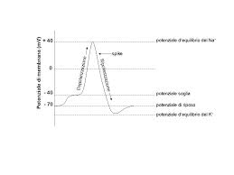 Ciclo-di-Hodgkin