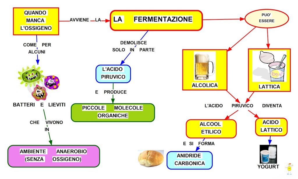 la fermentazione