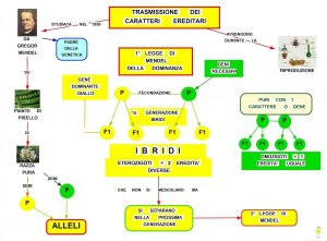 Leggi-di-Mendel