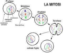 ciclo-cellulare-mitotico