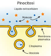 pinocitosi