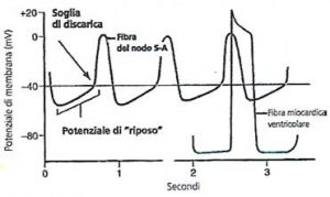 potenziale-d'azione-cardiaco