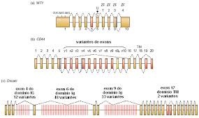 splicing-alternativo