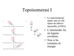 topisomerasi