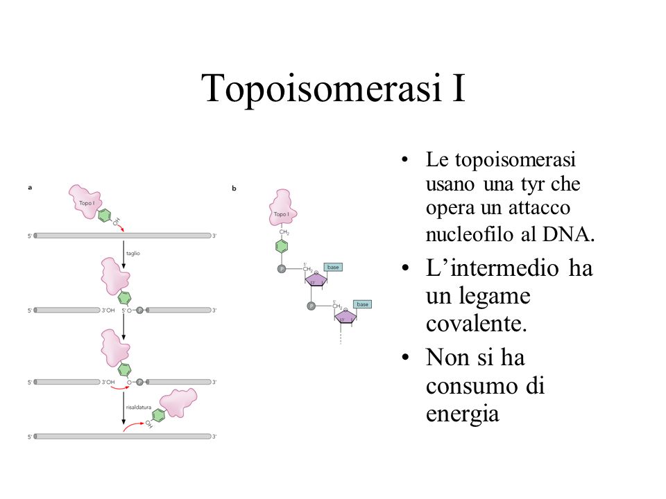 topisomerasi