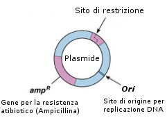 vettori plasmidici
