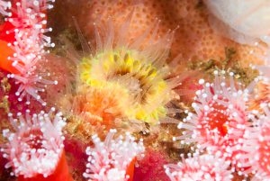 celenterati-antozoi-Anemones