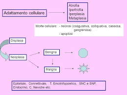 metaplasia