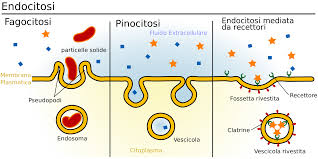 endocitosi e fagocitosi