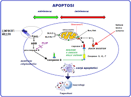 apoptosi