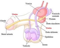 uretra