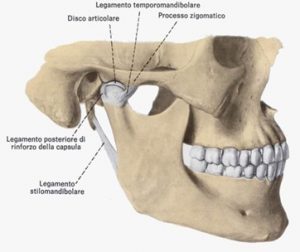 Articolazione temporo mandibolare