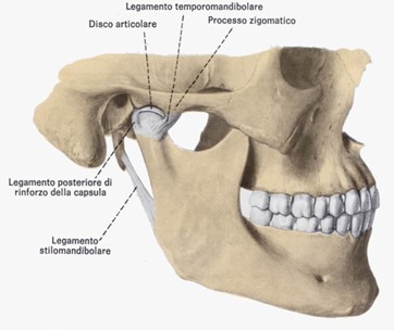 Articolazione temporo mandibolare