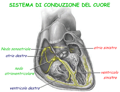 miocardio-di-conduzione