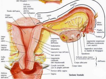 apparato-genitale-femminile