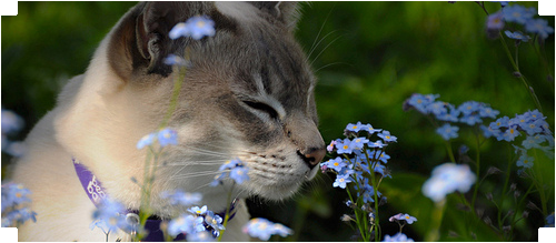 gatto