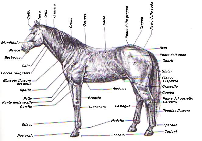 cavallo