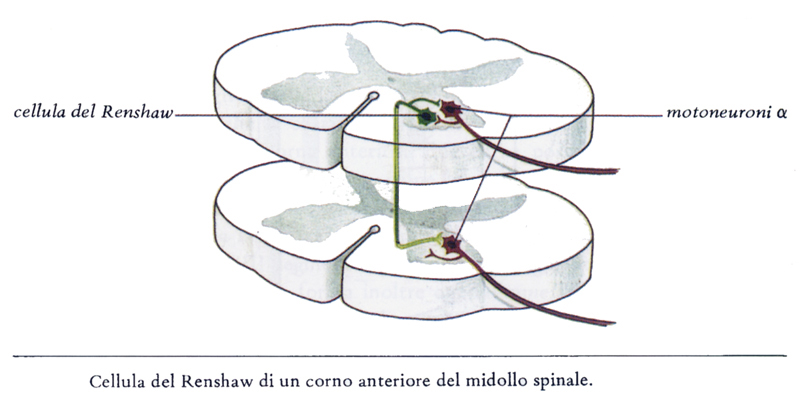 riflessi-spinali