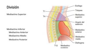 mediastino