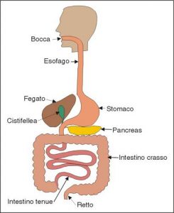 tubo-digerente