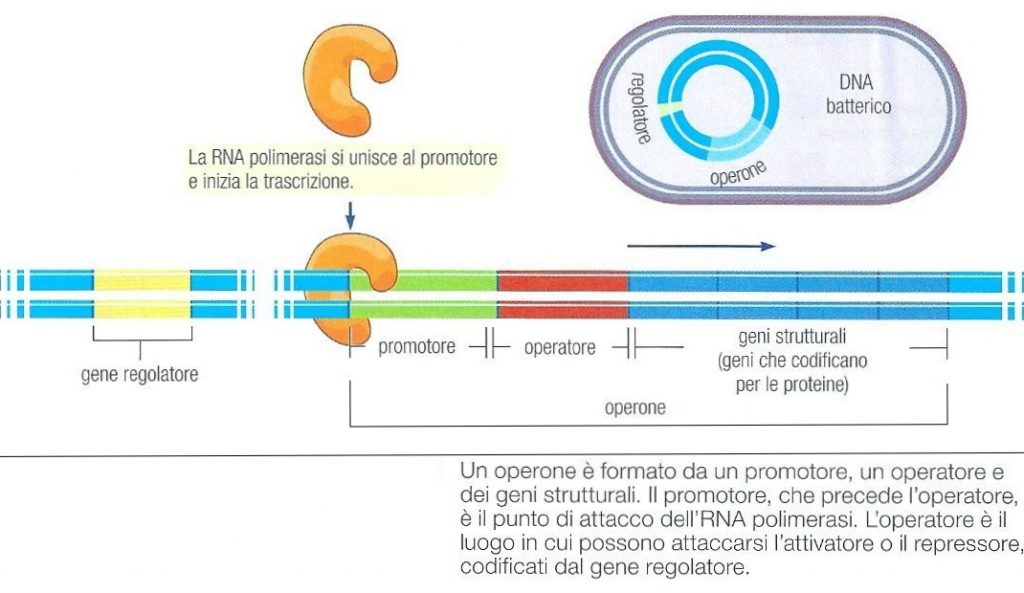 attivatore