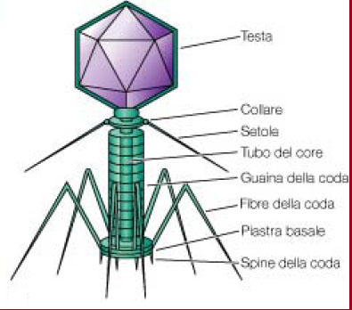 batteriofago