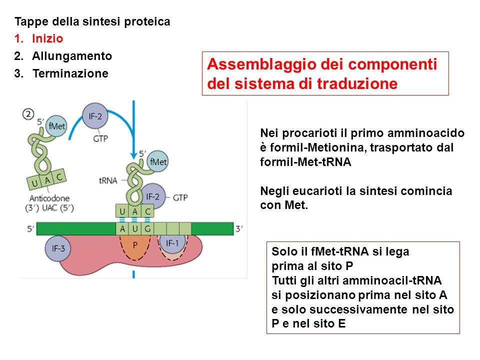 amminoacil-trna
